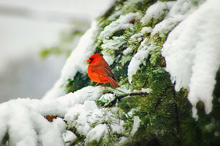 bird watching winter camping