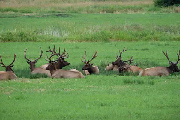 elk hunting tips