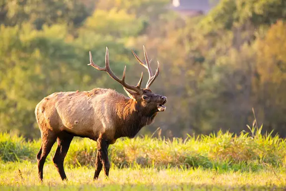 male elk in field