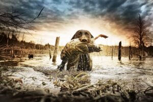 How to Train a Dog for Duck Hunting